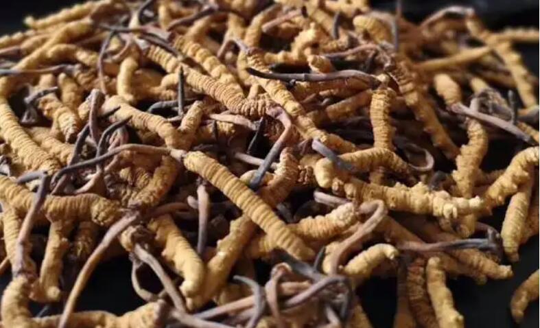 新鮮冬蟲夏草怎么保存，鮮草怎么吃？