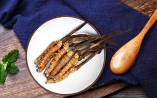 冬蟲夏草有何藥用價值，蟲草有啥子作用