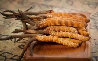 冬蟲夏草是新的好還是陳的好，冬蟲夏草是新鮮的好還是曬干的好