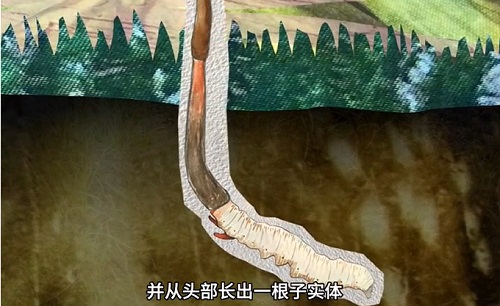 冬蟲夏草到底是蟲還是草？你猜到了嗎？