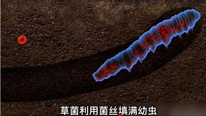 神奇的冬蟲夏草為什么能從蟲子變成草？它到底是怎么形成的呢？