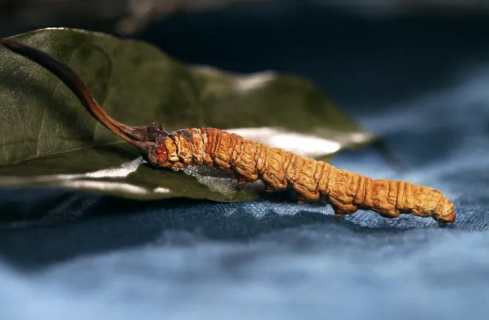 冬蟲夏草的由來，冬蟲夏草是怎么形成的？