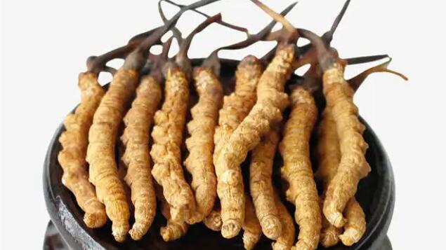 比如縣冬蟲夏草