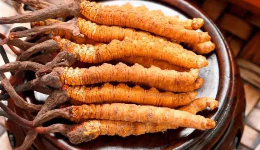 新鮮冬蟲夏草和干冬蟲夏草哪種作用最好