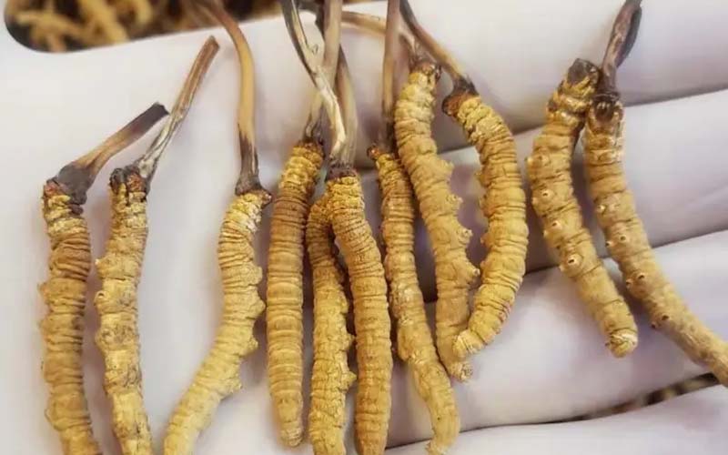 吃冬蟲夏草會(huì)過敏嗎？冬蟲夏草禁忌！