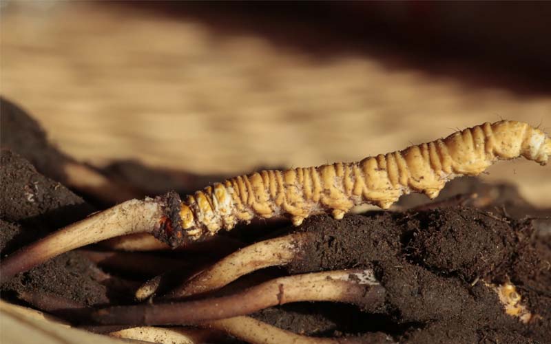 蟲草和冬蟲夏草作用區別？蟲草就是冬蟲夏草嗎？