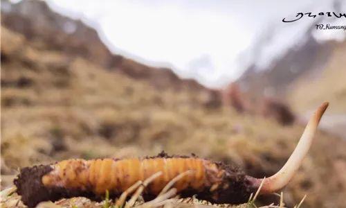 “軟黃金”冬蟲夏草產量下降 價格同比上漲20%以上