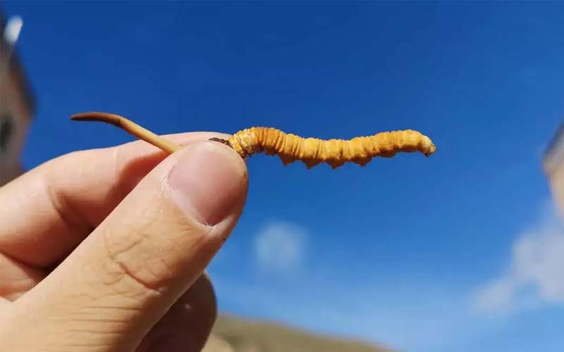 冬蟲夏草可不是人人能吃的，以下三類人不能吃冬蟲夏草