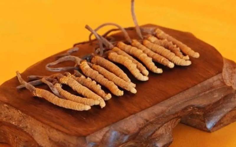 冬蟲夏草調理女性內分泌的作用有哪些?