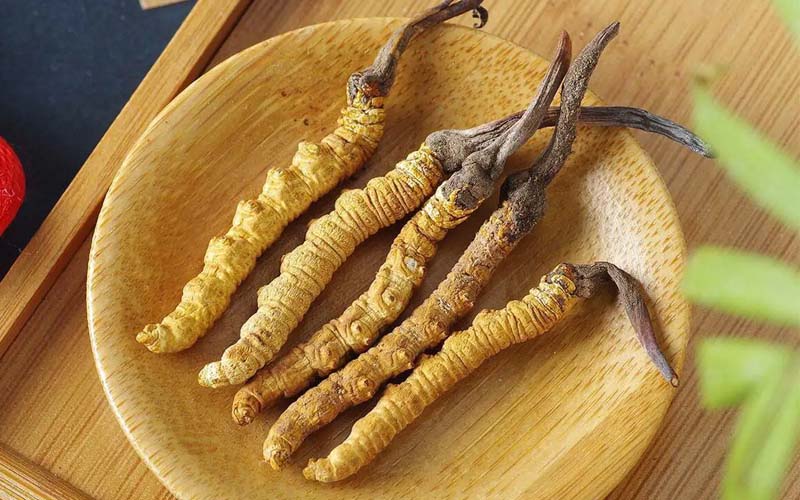 冬蟲夏草作用可以調節身體肝臟功能嗎？