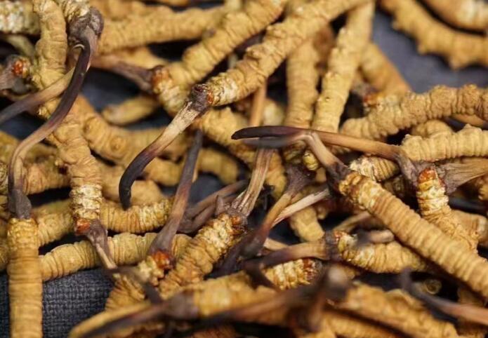 <a href=http://www.gmsign.com.cn/ target=_blank class=infotextkey>冬蟲夏草</a>