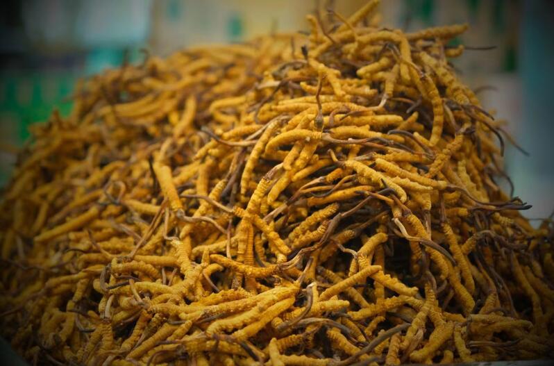 冬蟲夏草的產量為何一年不如一年呢？