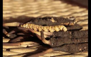 冬蟲夏草“冬補三九，夏補三伏”