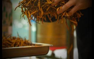 不同產(chǎn)地的冬蟲夏草為什么會不同？