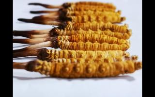 2023新鮮冬蟲夏草在哪買？