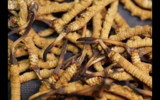 全網較全的冬蟲夏草常識：起源、分類、特點……