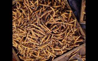 采購冬蟲夏草的技巧，快來一探究竟！