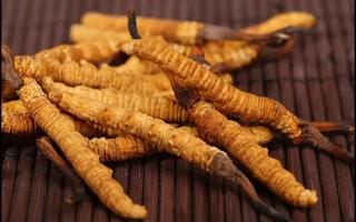 挑選好的冬蟲夏草產(chǎn)品，需要注意哪些問題？