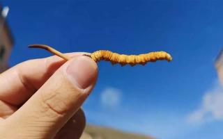 保鮮秘笈：學會正確保存你的鮮干冬蟲夏草！