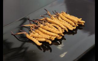 吃冬蟲夏草有哪些禁忌呢？