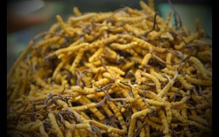 如何正確保存與使用冬蟲夏草產(chǎn)品？