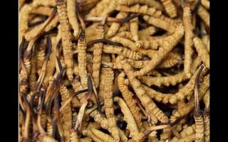 高品質冬蟲夏草，全程人工采挖值得信賴！