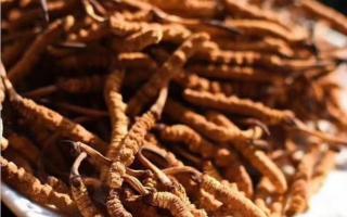 冬蟲夏草如何用花椒來保存？能保存多久？