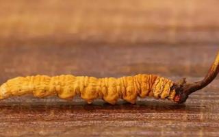 秋天應如何保存冬蟲夏草不會變質？