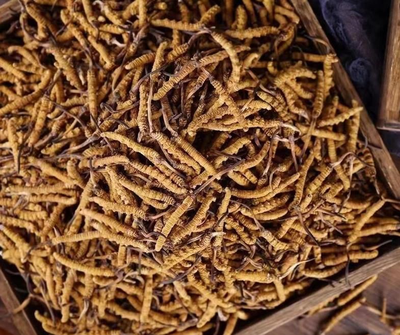 冬蟲夏草和白蟲草有什么區別？