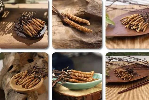 冬蟲夏草和白蟲草有什么區別？