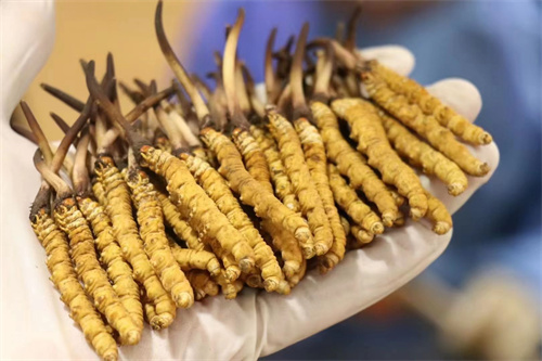 特級(jí)冬蟲夏草好在哪？特級(jí)冬蟲夏草的4個(gè)有點(diǎn)