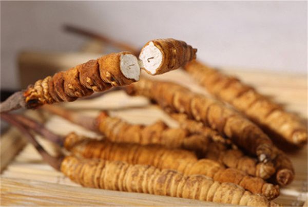 冬蟲夏草可以直接食用嗎？直接生吃無法發揮冬蟲夏草藥理作用