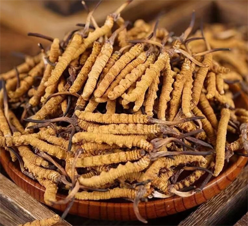 冬蟲夏草一斤多少錢？購買冬蟲夏草時需要考慮的5個因素