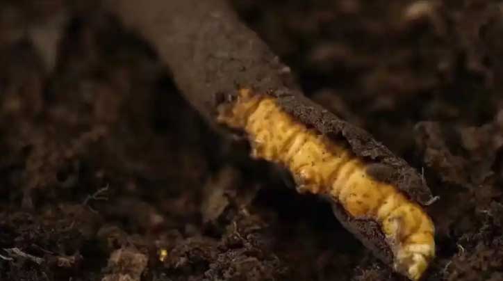 冬蟲夏草：高原之靈，健康之謎