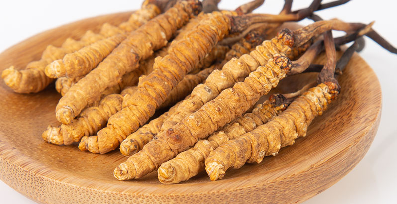 冬蟲夏草的營養價值與健康功效