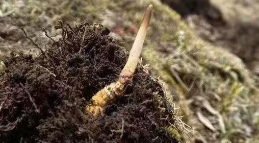  <a href=http://www.gmsign.com.cn/xinxian/ target=_blank class=infotextkey>鮮冬蟲夏草</a>的多樣食用方法