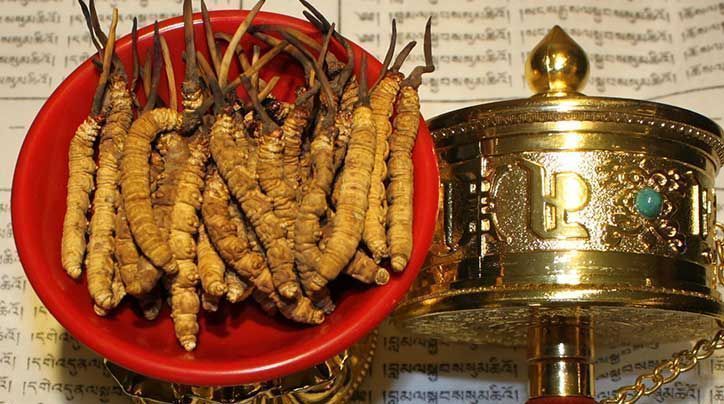 <a href=http://www.gmsign.com.cn/ target=_blank class=infotextkey>那曲<a href=http://www.gmsign.com.cn/ target=_blank class=infotextkey>冬蟲夏草</a></a>的有哪些藥用價值