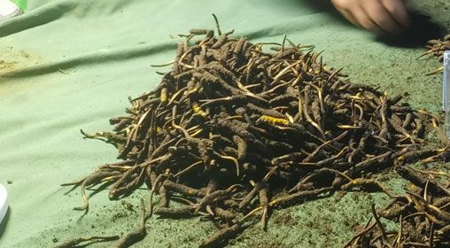 <a href=http://www.gmsign.com.cn/xinxian/ target=_blank class=infotextkey>鮮冬蟲夏草</a>的正確食用方法指南