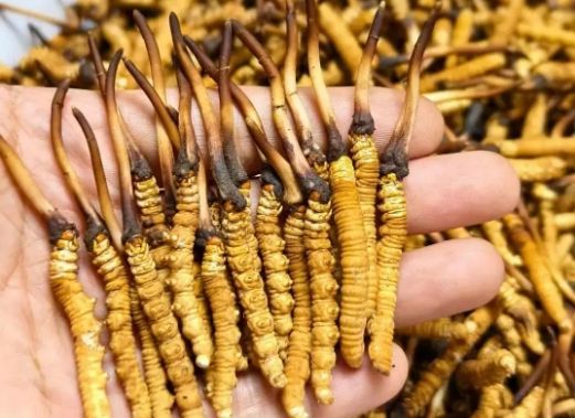 <a href=http://www.gmsign.com.cn/sdph/zcw/ target=_blank class=infotextkey>珍草王冬蟲夏草</a>是真的嗎？