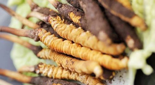 <a href=http://www.gmsign.com.cn/xinxian/ target=_blank class=infotextkey>鮮冬蟲夏草</a>功效與食用方法詳解