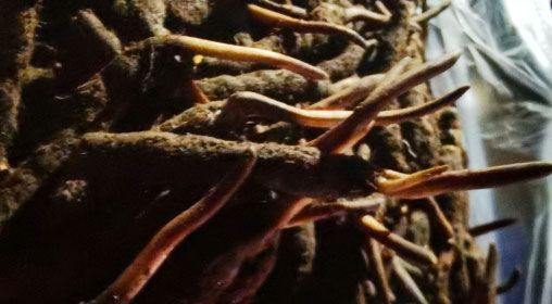 <a href=http://www.gmsign.com.cn/xinxian/ target=_blank class=infotextkey>新<a href=http://www.gmsign.com.cn/xinxian/ target=_blank class=infotextkey>鮮冬蟲夏草</a></a>的多種食用方法