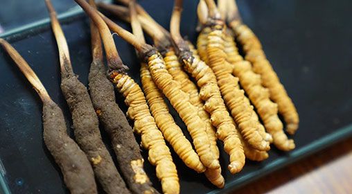 新鮮<a href=http://www.gmsign.com.cn/jiage/ target=_blank class=infotextkey>冬蟲夏草價(jià)格</a>查詢