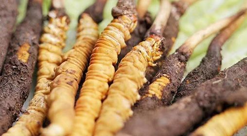 <a href=http://www.gmsign.com.cn/xinxian/ target=_blank class=infotextkey>新<a href=http://www.gmsign.com.cn/xinxian/ target=_blank class=infotextkey>鮮冬蟲夏草</a></a>怎么洗 