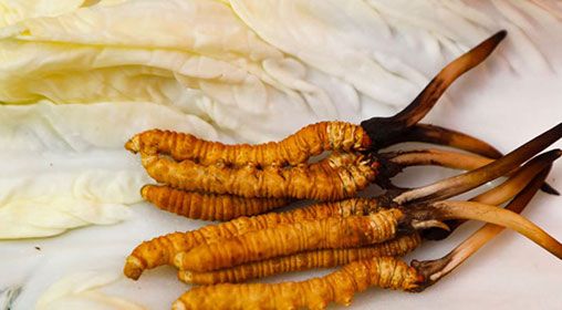 那曲雪域<a href=http://www.gmsign.com.cn/xinxian/ target=_blank class=infotextkey>新<a href=http://www.gmsign.com.cn/xinxian/ target=_blank class=infotextkey>鮮冬蟲夏草</a></a>