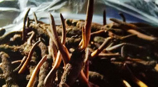 <a href=http://www.gmsign.com.cn/xinxian/ target=_blank class=infotextkey>新<a href=http://www.gmsign.com.cn/xinxian/ target=_blank class=infotextkey>鮮冬蟲夏草</a></a>排骨湯  