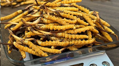 <a href=http://www.gmsign.com.cn/s/brxcc target=_blank class=infotextkey>比如縣冬蟲夏草</a>新鮮度