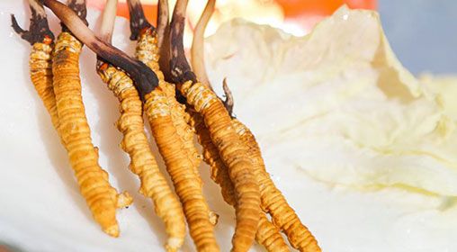 <a href=http://www.gmsign.com.cn/xinxian/ target=_blank class=infotextkey>新<a href=http://www.gmsign.com.cn/xinxian/ target=_blank class=infotextkey>鮮冬蟲夏草</a></a>煮飯：滋養身心的雪域珍饈