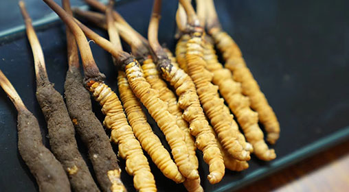 新鮮冬蟲夏草煮湯：滋補養生的黃金法則