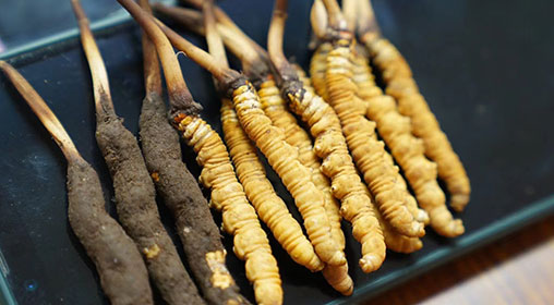 新鮮冬蟲夏草做菜