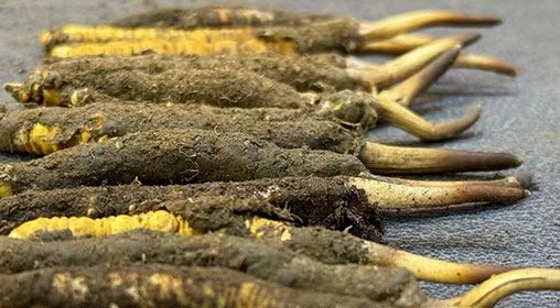 那曲<a href=http://www.gmsign.com.cn/xinxian/ target=_blank class=infotextkey>新<a href=http://www.gmsign.com.cn/xinxian/ target=_blank class=infotextkey>鮮冬蟲夏草</a></a>采摘